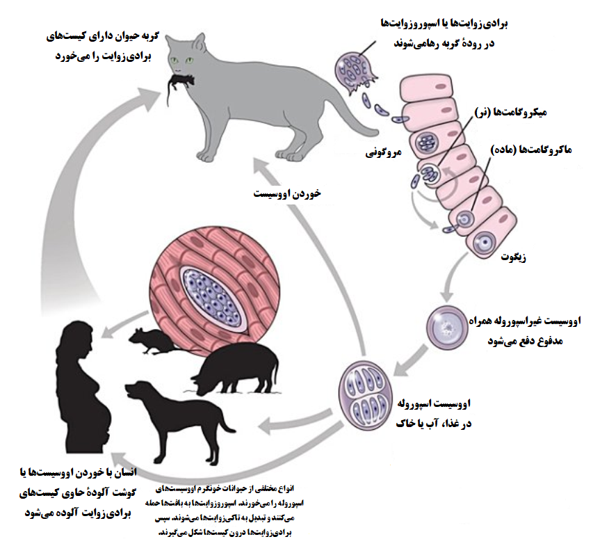 توکسوپلاسموز چیست؟ آیا گربه مقصر اصلی است؟!